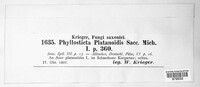 Asteromella platanoidis image